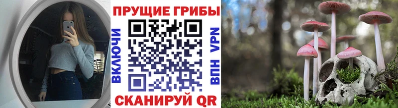 наркотики  Истра  Псилоцибиновые грибы мицелий 